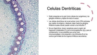 Celulas Dentriticas
• Están presentes en la piel (como células de Langerhans), los
gánglios linfáticos y tejidos de todo el cuerpo.
• Las células dendríticas de la piel actúan como CPA centinelas
que captan el antígeno y después viajan hasta los gánglios
linfáticos locales donde pueden activar a los linfocitos T.
• No son fagocíticos: tienen receptores para la región del
fragmento cristalizable (Fc) de la immunoglobulina (Ig) y para el
complemento, lo que posibilita que se les unan
inmunocomplejos y los presenten a los linfnocitos B en los
centros germinales de los órganos linfáticos secundarios.
 