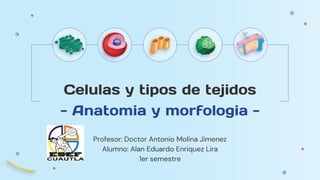 Celulas y tipos de tejidos
- Anatomia y morfologia -
Profesor: Doctor Antonio Molina Jimenez
Alumno: Alan Eduardo Enriquez Lira
1er semestre
 