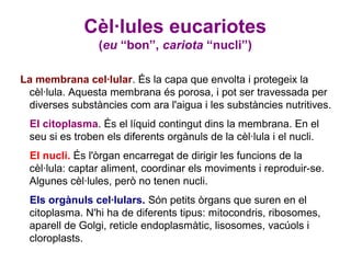 Cèl·lules eucariotes
                (eu “bon”, cariota “nucli”)

La membrana cel·lular. És la capa que envolta i protegeix la
 cèl·lula. Aquesta membrana és porosa, i pot ser travessada per
 diverses substàncies com ara l'aigua i les substàncies nutritives.
 El citoplasma. És el líquid contingut dins la membrana. En el
 seu si es troben els diferents orgànuls de la cèl·lula i el nucli.
 El nucli. És l'òrgan encarregat de dirigir les funcions de la
 cèl·lula: captar aliment, coordinar els moviments i reproduir-se.
 Algunes cèl·lules, però no tenen nucli.
 Els orgànuls cel·lulars. Són petits òrgans que suren en el
 citoplasma. N'hi ha de diferents tipus: mitocondris, ribosomes,
 aparell de Golgi, reticle endoplasmàtic, lisosomes, vacúols i
 cloroplasts.
 