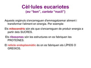 Cèl·lules eucariotes
                (eu “bon”, cariota “nucli”)

Aquests orgànuls s'encarreguen d'emmagatzemar aliment i
  transformar l'aliment en energia. Per exemple:
Els mitocondris són els que s'encarreguen de produir energia a
  partir dels SUCRES.
Els ribosomes són les estructures on es fabriquen les
  PROTEÏNES.
El reticle endoplasmàtic és on es fabriquen els LÍPIDS O
   GREIXOS.
 