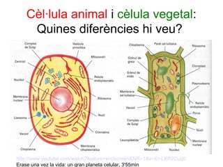 Cèl·lula animal i cèlula vegetal:
    Quines diferències hi veu?




http://www.youtube.com/watch?feature=endscreen&NR=1&v=Er-LKP2Cuq0
Erase una vez la vida: un gran planeta celular, 3'55min
 