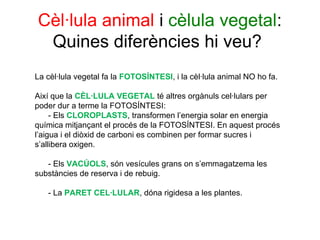Cèl·lula animal i cèlula vegetal:
 Quines diferències hi veu?
La cèl·lula vegetal fa la FOTOSÍNTESI, i la cèl·lula animal NO ho fa.

Així que la CÈL·LULA VEGETAL té altres orgànuls cel·lulars per
poder dur a terme la FOTOSÍNTESI:
     - Els CLOROPLASTS, transformen l’energia solar en energia
química mitjançant el procés de la FOTOSÍNTESI. En aquest procés
l’aigua i el diòxid de carboni es combinen per formar sucres i
s’allibera oxigen.

   - Els VACÚOLS, són vesícules grans on s’emmagatzema les
substàncies de reserva i de rebuig.

   - La PARET CEL·LULAR, dóna rigidesa a les plantes.
 