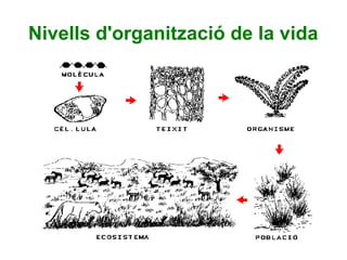 Nivells d'organització de la vida
 