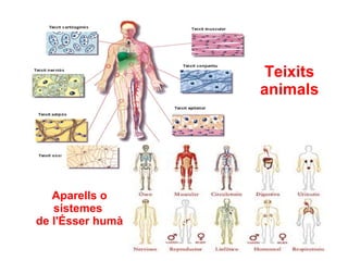 Teixits
                  animals




   Aparells o
   sistemes
de l'Ésser humà
 
