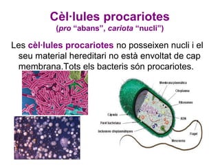 Cèl·lules procariotes
           (pro “abans”, cariota “nucli”)

Les cèl·lules procariotes no posseixen nucli i el
 seu material hereditari no està envoltat de cap
 membrana.Tots els bacteris són procariotes.
 
