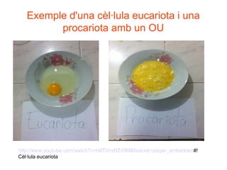 Exemple d'una cèl·lula eucariota i una
         procariota amb un OU




http://www.youtube.com/watch?v=hBTImxRZrDM&feature=player_embedded#!
Cèl·lula eucariota
 