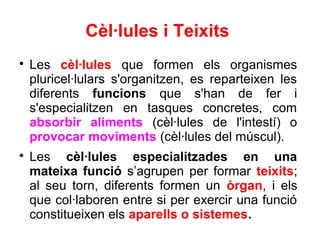 Cèl·lules i Teixits

    Les cèl·lules que formen els organismes
    pluricel·lulars s'organitzen, es reparteixen les
    diferents funcions que s'han de fer i
    s'especialitzen en tasques concretes, com
    absorbir aliments (cèl·lules de l'intestí) o
    provocar moviments (cèl·lules del múscul).

    Les cèl·lules especialitzades en una
    mateixa funció s’agrupen per formar teixits;
    al seu torn, diferents formen un òrgan, i els
    que col·laboren entre si per exercir una funció
    constitueixen els aparells o sistemes.
 