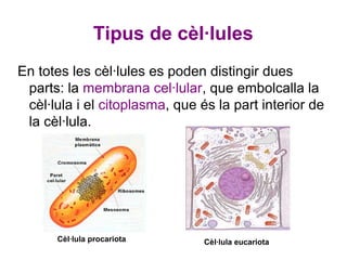 Tipus de cèl·lules
En totes les cèl·lules es poden distingir dues
 parts: la membrana cel·lular, que embolcalla la
 cèl·lula i el citoplasma, que és la part interior de
 la cèl·lula.




      Cèl·lula procariota       Cèl·lula eucariota
 