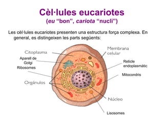 Cèl·lules eucariotes
                   (eu “bon”, cariota “nucli”)
Les cèl·lules eucariotes presenten una estructura força complexa. En
  general, es distingeixen les parts següents:



     Aparell de
        Golgi                                           Reticle
    Ribosomes                                           endoplasmàtic

                                                       Mitocondris




                                                Lisosomes
 