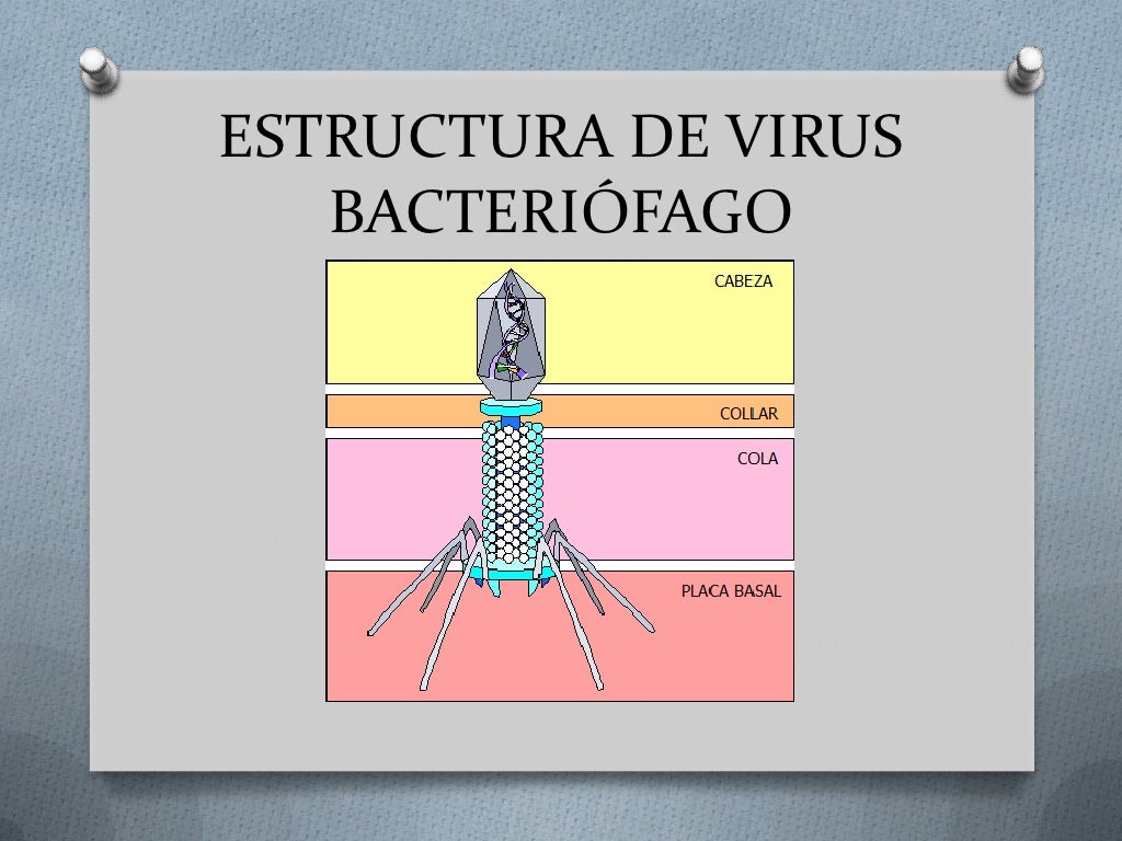 Tipos de la teoria celular_teoria_online