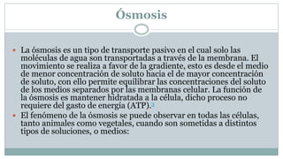 Ósmosis
 La ósmosis es un tipo de transporte pasivo en el cual solo las
moléculas de agua son transportadas a través de la membrana. El
movimiento se realiza a favor de la gradiente, esto es desde el medio
de menor concentración de soluto hacia el de mayor concentración
de soluto, con ello permite equilibrar las concentraciones del soluto
de los medios separados por las membranas celular. La función de
la ósmosis es mantener hidratada a la célula, dicho proceso no
requiere del gasto de energía (ATP).3
 El fenómeno de la ósmosis se puede observar en todas las células,
tanto animales como vegetales, cuando son sometidas a distintos
tipos de soluciones, o medios:
 