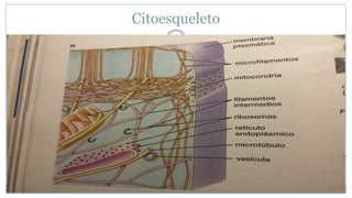 Citoesqueleto
 