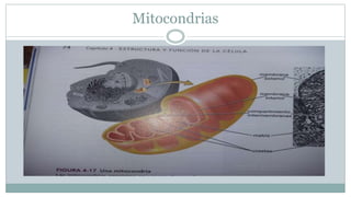Mitocondrias
 