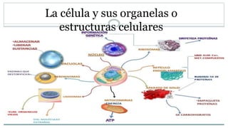 La célula y sus organelas o
estructuras celulares
 