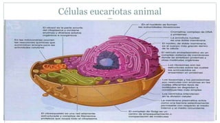 Células eucariotas animal
 