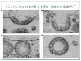 ¿Qué proceso podría estar representando?
 