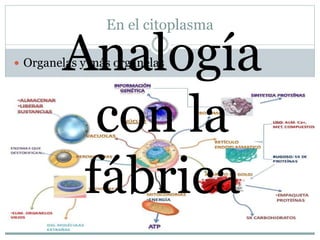 En el citoplasma
 Organelas y más organelasAnalogía
con la
fábrica
 