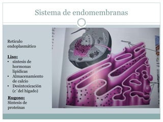Sistema de endomembranas
Retículo
endoplasmático
Liso:
• síntesis de
hormonas
lipídicas
• Almacenamiento
de calcio
• Desintoxicación
(c´del hígado)
Rugoso:
Síntesis de
proteínas
 