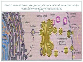 Funcionamiento en conjunto (sistema de endomembranas) o
complejo vacuolar citoplasmático
 