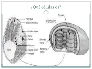 ¿Qué células es?
 