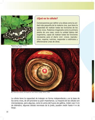 10
¿Qué es la célula?
Comenzaremos por de¿nir a la célula como la uni-
dad más pequeña de la materia viva, que tiene la
capacidad de realizar todas las funciones de los
seres vivos. Podemos imaginarla como la primera
piedra de una casa; como la unidad básica del
organismo, capaz de realizar todas las funciones
necesarias para el diario vivir: crecer, reprodu-
cirse, respirar, nutrirse, responder a estímulos y
diferenciarse unas de otras.
La célula que explota, arte digital por Xerch Ibarra Lepage, México, 2008.
La célula tiene la capacidad de trabajar en forma independiente y es la base de
los seres vivos, de ahí proviene su gran importancia. La mayoría de las células son
microscópicas, pero algunas, como la yema del huevo de gallina, miden casi 4 cm
de diámetro; algunas células nerviosas de la jirafa, pueden medir hasta 4 m de
largo.
Mariposa, foto Chris Weatley,
Reino Unido, 2009.
 
