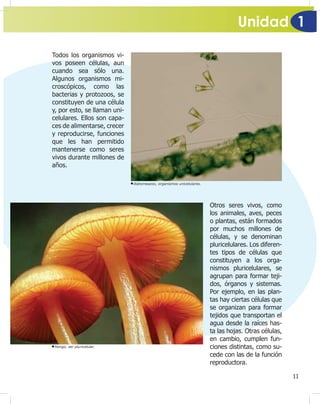 Unidad 1
11
Todos los organismos vi-
vos poseen células, aun
cuando sea sólo una.
Algunos organismos mi-
croscópicos, como las
bacterias y protozoos, se
constituyen de una célula
y, por esto, se llaman uni-
celulares. Ellos son capa-
ces de alimentarse, crecer
y reproducirse, funciones
que les han permitido
mantenerse como seres
vivos durante millones de
años.
Hongo, ser pluricelular.
Otros seres vivos, como
los animales, aves, peces
o plantas, están formados
por muchos millones de
células, y se denominan
pluricelulares. Los diferen-
tes tipos de células que
constituyen a los orga-
nismos pluricelulares, se
agrupan para formar teji-
dos, órganos y sistemas.
Por ejemplo, en las plan-
tas hay ciertas células que
se organizan para formar
tejidos que transportan el
agua desde la raíces has-
ta las hojas. Otras células,
en cambio, cumplen fun-
ciones distintas, como su-
cede con las de la función
reproductora.
diatomeazoo, organismos unicelulares.
 