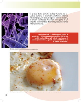 12
En el caso de los animales o el ser humano, las cé-
lulas se reúnen y se organizan para formar sistemas
más complejos, en los que órganos como el cerebro,
el corazón o el hígado, funcionan como parte de un
conjunto, posibilitando el desarrollo y la supervivencia
del organismo vivo.
Bacterias, organismos unicelulares.
http://media.photobucket.com/image/organismos%20unicelulares/ezilir/Bacteria202.jpg
La biología celular es la disciplina que estudia la
estructura y el funcionamiento de las células. Ello ha sido
posible gracias al desarrollo de instrumentos como el
microscopio electrónico, capaz de aumentar 150 mil veces
el tamaño de una célula.
Célula de 4 cm, yema del huevo de gallina. http://recursos.cnice.mec.es/bancoimagenes/ArchivosImagenes/DVD13/CD07/25349__150_a_1.jpg
 