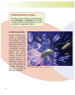 14
Células procariotas
También llamadas proca-
rióticas o procariontes,
son las que comprenden
a las bacterias y ciano-
bacterias (antes llamadas
algas verde azuladas). Se
caracterizan por ser célu-
las pequeñas y de estruc-
tura sencilla; el material
genético está concen-
trado en una región de
la célula, conocida como
nucleoide, pero no hay
ninguna membrana que
separe esa zona del resto
de la célula. Algunas po-
seen una especie de cola
o Àagelo, o pequeños ci-
lios o pili, los cuales les
permiten desplazarse.
Célula procariota, bacteria img1.
http://i115.photobucket.com/albums/n293/InfernalSeraph92/bacteriaimg1.jpg
Clasi¿cación de las células
Las células pueden dividirse en dos grandes gru-
pos: procariotas y eucariotas. Esta división
se debe a diferencias fundamentales en cuanto
a su tamaño y organización interna.
 