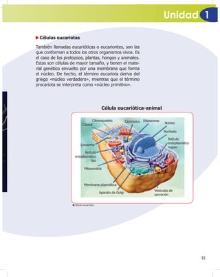 Unidad 1
15
Célula eucariota.
Células eucariotas
También llamadas eucarióticas o eucariontes, son las
que conforman a todos los otros organismos vivos. Es
el caso de los protozoos, plantas, hongos y animales.
Estas son células de mayor tamaño, y tienen el mate-
rial genético envuelto por una membrana que forma
el núcleo. De hecho, el término eucariota deriva del
griego «núcleo verdadero», mientras que el término
procariota se interpreta como «núcleo primitivo».
Centriolos Ribosomas
Núcleo
Nucleolo
Retículo
endoplasmático
rugoso
Vesículas de
secreción
Aparato de Golgi
Membrana plasmática
Mitocondria
Retículo
endoplasmático
liso
Lisosoma
Citosol
Citoesqueleto
Célula eucariótica-animal
 
