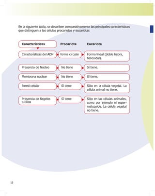 16
En la siguiente tabla, se describen comparativamente las principales características
que distinguen a las células procariotas y eucariotas
Características Procariota Eucariota
Características del ADN forma circular Forma lineal (doble hebra,
helicoidal).
Presencia de Núcleo No tiene Sí tiene.
Membrana nuclear No tiene Sí tiene.
Pared celular Sí tiene Sólo en la célula vegetal. La
célula animal no tiene.
Presencia de Àagelos Sí tiene Sólo en las células animales,
como por ejemplo el esper-
matozoide. La célula vegetal
no tiene.
o cilios
 