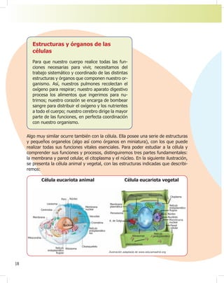 18
Estructuras y órganos de las
células
Para que nuestro cuerpo realice todas las fun-
ciones necesarias para vivir, necesitamos del
trabajo sistemático y coordinado de las distintas
estructuras y órganos que componen nuestro or-
ganismo. Así, nuestros pulmones recolectan el
oxígeno para respirar; nuestro aparato digestivo
procesa los alimentos que ingerimos para nu-
trirnos; nuestro corazón se encarga de bombear
sangre para distribuir el oxígeno y los nutrientes
a todo el cuerpo; nuestro cerebro dirige la mayor
parte de las funciones, en perfecta coordinación
con nuestro organismo.
Algo muy similar ocurre también con la célula. Ella posee una serie de estructuras
y pequeños organelos (algo así como órganos en miniatura), con los que puede
realizar todas sus funciones vitales esenciales. Para poder estudiar a la célula y
comprender sus funciones y procesos, distinguiremos tres partes fundamentales:
la membrana y pared celular, el citoplasma y el núcleo. En la siguiente ilustración,
se presenta la célula animal y vegetal, con las estructuras indicadas que describi-
remos:
Célula eucariota animal Célula eucariota vegetal
Centriolos
Ribosoma
Núcleo
Nucleolo
Retículo
endoplasmático
liso
Membrana
nuclear
Mitocondria
Retículo
endoplasmático
Rugoso
Lisosoma
Membrana
Citoesqueleto
Vacuolas
Cromatina
Poro
Retículo
endoplasmático
Pared
celular
Membrana
nuclear
Nucléolo
Núcleo
Retículo
endoplasmático
Rugoso
Citoplasma
Mitocondria
Cloroplasto
Ilustración adaptada de www.educamadrid.org
Membrana
plasmática
Peroxisoma
A. de Golgi
Ribosomas
plasmodesmos
 