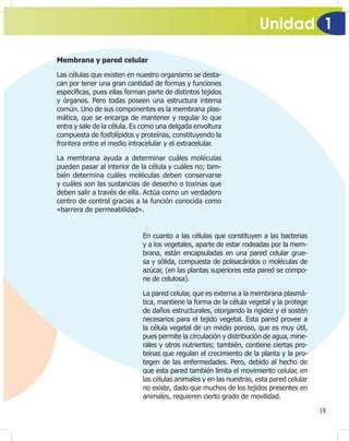 Unidad 1
19
Membrana y pared celular
Las células que existen en nuestro organismo se desta-
can por tener una gran cantidad de formas y funciones
especí¿cas, pues ellas forman parte de distintos tejidos
y órganos. Pero todas poseen una estructura interna
común. Uno de sus componentes es la membrana plas-
mática, que se encarga de mantener y regular lo que
entra y sale de la célula. Es como una delgada envoltura
compuesta de fosfolípidos y proteínas, constituyendo la
frontera entre el medio intracelular y el extracelular.
La membrana ayuda a determinar cuáles moléculas
pueden pasar al interior de la célula y cuáles no; tam-
bién determina cuáles moléculas deben conservarse
y cuáles son las sustancias de desecho o toxinas que
deben salir a través de ella. Actúa como un verdadero
centro de control gracias a la función conocida como
«barrera de permeabilidad».
En cuanto a las células que constituyen a las bacterias
y a los vegetales, aparte de estar rodeadas por la mem-
brana, están encapsuladas en una pared celular grue-
sa y sólida, compuesta de polisacáridos o moléculas de
azúcar, (en las plantas superiores esta pared se compo-
ne de celulosa).
La pared celular, que es externa a la membrana plasmá-
tica, mantiene la forma de la célula vegetal y la protege
de daños estructurales, otorgando la rigidez y el sostén
necesarios para el tejido vegetal. Esta pared provee a
la célula vegetal de un medio poroso, que es muy útil,
pues permite la circulación y distribución de agua, mine-
rales y otros nutrientes; también, contiene ciertas pro-
teínas que regulan el crecimiento de la planta y la pro-
tegen de las enfermedades. Pero, debido al hecho de
que esta pared también limita el movimiento celular, en
las células animales y en las nuestras, esta pared celular
no existe, dado que muchos de los tejidos presentes en
animales, requieren cierto grado de movilidad.
 