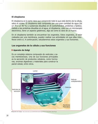 20
El citoplasma
El citoplasma es la parte clara que comprende todo lo que está dentro de la célula,
salvo el núcleo. El citoplasma está compuesto por una gran cantidad de agua (de
un 70 a un 90 %) y sustancias disueltas en él (carbohidratos, proteínas y lípidos).
Debido a las proteínas disueltas en el agua, el citoplasma, visto con un microscopio
electrónico, tiene un aspecto gelatinoso, algo así como la clara de un huevo.
En el citoplasma también se encuentran los organelos. Estos organelos, al estar
rodeados por una membrana, pueden realizar sus actividades sin que ellas inter-
¿eran entre sí. A continuación, estudiaremos estos organelos y sus funciones.
Aparato de Golgui. http://www.euita.upv.es/VARIOS/BIOLOGIA/images/Figuras_tema1/tema1_¿gura57.jpg
Los organelos de la célula y sus funciones
Aparato de Golgi
Es un complejo sistema compuesto de vesículas y sa-
cos membranosos. Una de sus funciones principales
es la secreción de productos celulares, como hormo-
nas, enzimas digestivas y materiales para construir la
pared celular, entre otros.
Retículo
endoplasmático
Cisternas
Membrana
Plasmática
Vesículas de
secreción
Lumen
Cara Cis
Cara Trans
 