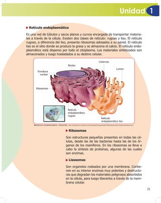 Unidad 1
21
Retículo endoplasmático
Es una red de túbulos y sacos planos y curvos encargada de transportar materia-
les a través de la célula. Existen dos clases de retículo: rugoso y liso. El retículo
rugoso, a diferencia del liso, presenta ribosomas adosados a su pared. El retículo
liso es el sitio donde se produce la grasa y se almacena el calcio. El retículo endo-
plasmático está disperso por todo el citoplasma. Los materiales sintetizados son
almacenados y luego trasladados a su destino celular.
Ribosomas
Son estructuras pequeñas presentes en todas las cé-
lulas, desde las de las bacterias hasta las de los ór-
ganos de los mamíferos. En los ribosomas se lleva a
cabo la síntesis de proteínas, algunas de las cuales
son enzimas.
Lisosomas
Son organelos rodeados por una membrana. Contie-
nen en su interior enzimas muy potentes y destructo-
ras que degradan los materiales peligrosos absorbidos
en la célula, para luego liberarlos a través de la mem-
brana celular.
Ribosomas
Retículo
endoplasmático liso
Cisternas
Envoltura
nuclear
Lumen
Núcleo
Retículo
endoplasmático
rugoso
Reticulo endoplasmático, ribosomas. http://professores.unisanta.br/maramagenta/Imagens/ANATOMIA/Reticulo%20-%20extr%20euita.bmp
 