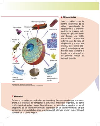22
Mitocondrias
Son conocidas como la
central energética de la
célula, permitiendo la
respiración y la descom-
posición de grasas y azú-
cares para producir ener-
gía. Poseen una doble
membrana: membrana
externa, que da hacia el
citoplasma, y membrana
interna, que forma plie-
gues (crestas) que se ex-
tienden hacia la matriz o
interior de la mitocondria.
Su principal función es
producir energía.
Esquema de célula con mitocondria.
http://www.euita.upv.es/VARIOS/BIOLOGIA/TEMAS/tema_1.htm#Mitocondria
Vacuolas
Estos son pequeños sacos de diversos tamaños y formas rodeados por una mem-
brana. Se encargan de transportar y almacenar materiales ingeridos, así como
productos de desecho y agua. Generalmente, las vacuolas se pueden ver en el
citoplasma de las células eucarióticas, sobre todo en las células vegetales, ya que
almacenan gran cantidad de agua y savia vegetal, además, ocupan casi el 90% del
volumen de la célula vegetal.
Mitocondria
Cromatina
Ribosoma
Retículo
endoplasmático
rugoso
Vacuola
Retículo
endoplasmático
liso
Lisosomas
Aparato de
Golgi
Centrosoma
Núcleo
Citoplasma
Membrana plasmática
 