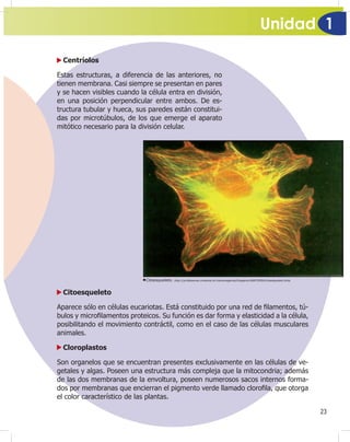 Unidad 1
23
Centríolos
Estas estructuras, a diferencia de las anteriores, no
tienen membrana. Casi siempre se presentan en pares
y se hacen visibles cuando la célula entra en división,
en una posición perpendicular entre ambos. De es-
tructura tubular y hueca, sus paredes están constitui-
das por microtúbulos, de los que emerge el aparato
mitótico necesario para la división celular.
Citoesqueleto. http://professores.unisanta.br/maramagenta/Imagens/ANATOMIA/citoesqueleto.bmp
Citoesqueleto
Aparece sólo en células eucariotas. Está constituido por una red de ¿lamentos, tú-
bulos y micro¿lamentos proteicos. Su función es dar forma y elasticidad a la célula,
posibilitando el movimiento contráctil, como en el caso de las células musculares
animales.
Cloroplastos
Son organelos que se encuentran presentes exclusivamente en las células de ve-
getales y algas. Poseen una estructura más compleja que la mitocondria; además
de las dos membranas de la envoltura, poseen numerosos sacos internos forma-
dos por membranas que encierran el pigmento verde llamado cloro¿la, que otorga
el color característico de las plantas.
 