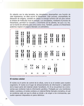 24
En relación con la vida terrestre, los cloroplastos desempeñan una función de
vital importancia: en ellos ocurre la fotosíntesis. Este proceso, acompañado de
liberación de oxígeno, consiste en utilizar la energía lumínica del sol para activar
la síntesis de moléculas ricas en energía. Los cloroplastos, mediante el proceso de
fotosíntesis, permiten la nutrición y crecimiento de las plantas, las que a su vez,
son la fuente de alimento para otros seres vivos. También, gracias a la fotosíntesis
podemos respirar el oxígeno liberado a la atmósfera.
El núcleo celular
El núcleo es el centro de control de la célula, como lo es el cerebro para nuestro
organismo. El núcleo es el lugar de almacenamiento de información y replicación
de la mayor parte del material celular hereditario. En él se encuentran los cromo-
somas que contienen toda la información genética. Protegido por una membrana
doble o carioteca, el núcleo contiene un material ¿brilar llamado cromatina, el cual
se condensa cada vez que la célula se divide y da origen a los cromosomas, que
suelen aparecer dispuestos en pares idénticos.
Cromosomas, cariotipo humano. http://www.monogra¿as.com/trabajos13/heren/Image1410.jpg
 