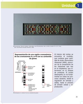 Unidad 1
25
Al interior del núcleo se
encuentra el nucléolo,
que contiene gran canti-
dad de ácido ribonucleico
ribosomal (ARN), precur-
sor de la composición de
los ribosomas que hay
en el citoplasma, que in-
tervienen en la síntesis
de proteínas. El núcleo
desempeña un rol funda-
mental en todos los pro-
cesos celulares, desde la
regulación de entrada y
salida, hasta el proceso
de división celular y re-
producción.
Cromosomas. Pieza de madera, metacrilato, luces Àuorescentes, óleo y acrílico, tamaño 70 x 25 x 7cms,
autor José Manuel Gonzalez Martinez, 2008.
Cromosoma X y número 9 con su contenido de genes
Representación de una región cromosómica
de los cromosomas X y nº9 con su contenido
de genes
 