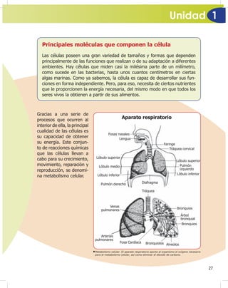 Unidad 1
27
Principales moléculas que componen la célula
Las células poseen una gran variedad de tamaños y formas que dependen
principalmente de las funciones que realizan o de su adaptación a diferentes
ambientes. Hay células que miden casi la milésima parte de un milímetro,
como sucede en las bacterias, hasta unos cuantos centímetros en ciertas
algas marinas. Como ya sabemos, la célula es capaz de desarrollar sus fun-
ciones en forma independiente. Pero, para eso, necesita de ciertos nutrientes
que le proporcionen la energía necesaria, del mismo modo en que todos los
seres vivos la obtienen a partir de sus alimentos.
Gracias a una serie de
procesos que ocurren al
interior de ella, la principal
cualidad de las células es
su capacidad de obtener
su energía. Este conjun-
to de reacciones químicas
que las células llevan a
cabo para su crecimiento,
movimiento, reparación y
reproducción, se denomi-
na metabolismo celular.
Metabolismo celular. El aparato respiratorio aporta al organismo el oxígeno necesario
para el metabolismo celular, así como eliminar el dióxido de carbono.
Fosas nasales
Lengua
Lóbulo superior
Lóbulo medio
Lóbulo inferior
Pulmón derecho Diafragma
Faringe
Tráquea cervical
Venas
pulmonares
Arterias
pulmonares
Fosa Cardíaca Bronquiolos Alveolos
Bronquios
Árbol
bronquial
Bronquios
Tráquea
Lóbulo superior
Lóbulo inferior
Pulmón
izquierdo
Aparato respiratorio
 