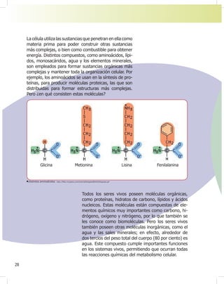 28
La célula utiliza las sustancias que penetran en ella como
materia prima para poder construir otras sustancias
más complejas, o bien como combustible para obtener
energía. Distintos compuestos, como aminoácidos, lípi-
dos, monosacáridos, agua y los elementos minerales,
son empleados para formar sustancias orgánicas más
complejas y mantener toda la organización celular. Por
ejemplo, los aminoácidos se usan en la síntesis de pro-
teínas, para producir moléculas proteicas, las que son
distribuidas para formar estructuras más complejas.
Pero ¿en qué consisten estas moléculas?
Todos los seres vivos poseen moléculas orgánicas,
como proteínas, hidratos de carbono, lípidos y ácidos
nucleicos. Estas moléculas están compuestas de ele-
mentos químicos muy importantes como carbono, hi-
drógeno, oxígeno y nitrógeno, por lo que también se
les conoce como biomoléculas. Pero los seres vivos
también poseen otras moléculas inorgánicas, como el
agua y las sales minerales; en efecto, alrededor de
dos tercios del peso total del cuerpo (80 por ciento) es
agua. Este compuesto cumple importantes funciones
en los sistemas vivos, permitiendo que ocurran todas
las reacciones químicas del metabolismo celular.
Distintos aminoácidos. http://¿les.myopera.com/tutoriabiologiaUBAXXI/blog/aas.gif
Glicina Metionina Lisina Fenilalanina
 