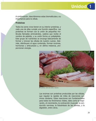 Unidad 1
29
A continuación, describiremos estas biomoléculas y su
importancia para la célula.
Proteínas
Todos los seres vivos tienen en su interior proteínas, y
cada una de ellas cumple una función especí¿ca. Las
proteínas se forman con la unión de pequeñas mo-
léculas llamadas aminoácidos, cadena que recibe el
nombre de péptido, y su unión forma un polipéptido.
Este grupo de nutrientes se encarga básicamente de
formar y renovar las células de nuestro cuerpo. Ade-
más, distribuyen el agua contenida, forman enzimas,
hormonas y anticuerpos y, en última instancia, pro-
porcionan energía.
Proteínas, carne de cerdo y vacuno.
Las enzimas son proteínas producidas por las células,
que regulan la rapidez de miles de reacciones quí-
micas celulares. Estas reacciones son fundamentales
para todos los fenómenos vitales, tales como la respi-
ración, el crecimiento, la contracción muscular, la con-
ducción nerviosa, la fotosíntesis de las plantas, y la
digestión, entre otros.
 