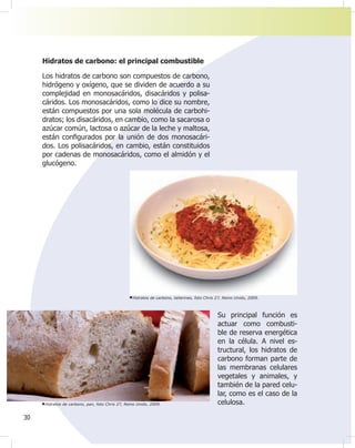 30
Hidratos de carbono: el principal combustible
Los hidratos de carbono son compuestos de carbono,
hidrógeno y oxígeno, que se dividen de acuerdo a su
complejidad en monosacáridos, disacáridos y polisa-
cáridos. Los monosacáridos, como lo dice su nombre,
están compuestos por una sola molécula de carbohi-
dratos; los disacáridos, en cambio, como la sacarosa o
azúcar común, lactosa o azúcar de la leche y maltosa,
están con¿gurados por la unión de dos monosacári-
dos. Los polisacáridos, en cambio, están constituidos
por cadenas de monosacáridos, como el almidón y el
glucógeno.
Su principal función es
actuar como combusti-
ble de reserva energética
en la célula. A nivel es-
tructural, los hidratos de
carbono forman parte de
las membranas celulares
vegetales y animales, y
también de la pared celu-
lar, como es el caso de la
celulosa.
Hidratos de carbono, tallarines, foto Chris 27, Reino Unido, 2009.
Hidratos de carbono, pan, foto Chris 27, Reino Unido, 2009.
 