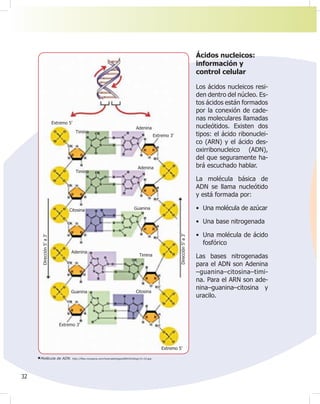 32
Ácidos nucleicos:
información y
control celular
Los ácidos nucleicos resi-
den dentro del núcleo. Es-
tos ácidos están formados
por la conexión de cade-
nas moleculares llamadas
nucleótidos. Existen dos
tipos: el ácido ribonuclei-
co (ARN) y el ácido des-
oxirribonucleico (ADN),
del que seguramente ha-
brá escuchado hablar.
La molécula básica de
ADN se llama nucleótido
y está formada por:
• Una molécula de azúcar
• Una base nitrogenada
• Una molécula de ácido
fosfórico
Las bases nitrogenadas
para el ADN son Adenina
–guanina–citosina–timi-
na. Para el ARN son ade-
nina–guanina–citosina y
uracilo.
Molécula de ADN. http://¿les.myopera.com/tutoriabiologiaUBAXXI/blog/14-10.jpg
Extremo 5’
Timina
Timina
Citosina
Adenina
Timina
Citosina
Guanina
Extremo 3’
Extremo 5’
Adenina
Adenina
Extremo 3’
Guanina
Dirección
5’
a
3’
Dirección
5’
a
3’
 