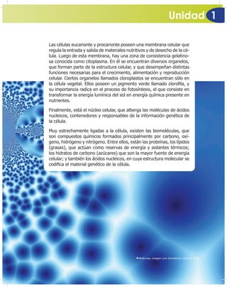 Unidad 1
37
Las células eucarionte y procarionte poseen una membrana celular que
regula la entrada y salida de materiales nutritivos y de desecho de la cé-
lula. Luego de esta membrana, hay una zona de consistencia gelatino-
sa conocida como citoplasma. En él se encuentran diversos organelos,
que forman parte de la estructura celular, y que desempeñan distintas
funciones necesarias para el crecimiento, alimentación y reproducción
celular. Ciertos organelos llamados cloroplastos se encuentran sólo en
la célula vegetal. Ellos poseen un pigmento verde llamado cloro¿la, y
su importancia radica en el proceso de fotosíntesis, el que consiste en
transformar la energía lumínica del sol en energía química presente en
nutrientes.
Finalmente, está el núcleo celular, que alberga las moléculas de ácidos
nucleicos, contenedores y responsables de la información genética de
la célula.
Muy estrechamente ligadas a la célula, existen las biomoléculas, que
son compuestos químicos formados principalmente por carbono, oxí-
geno, hidrógeno y nitrógeno. Entre ellos, están las proteínas, los lípidos
(grasas), que actúan como reservas de energía y aislantes térmicos;
los hidratos de carbono (azúcares) que son la mayor fuente de energía
celular; y también los ácidos nucleicos, en cuya estructura molecular se
codi¿ca el material genético de la célula.
Moléculas, imagen Lars Sundström, Suecia, 2008.
 