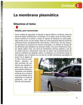 Unidad 2
43
La membrana plasmática
Situemos el tema
Aislada, pero comunicada
Como medida de seguridad, al ingresar a alguna fábrica o empresa, todas las
personas deben identi¿carse a la entrada y a la salida, pues así estas institu-
ciones mantienen el control y evitan el ingreso de personas no autorizadas.
Algo similar ocurre con las células. Ellas son como pequeñas fábricas donde las
sustancias Àuyen constantemente hacia dentro y hacia fuera. De esa manera,
las reacciones se producen de manera controlada, y se obtiene la energía de
los alimentos para abastecer los procesos vitales. Así, para mantenerse vivas,
las células deben crear una serie de condiciones internas distintas a las de
su medio externo o extracelular. Para ello, se aíslan casi herméticamente del
entorno mediante una delgada «bolsa» o membrana. La membrana celular es
tan delgada, que el espesor de una pila de 10.000 membranas equivaldría al
Control de ingreso a estacionamiento. www.ivic.ve/bitacora/?mod=articulo.php&id=819
grosor de la página de
un libro. Pero las mem-
branas celulares no
sólo controlan las sus-
tancias que penetran y
salen de la célula, sino
que también detectan y
responden a las señales
químicas de su entorno
y de otras células. No es
solamente un medio de
protección, sino tam-
bién de comunicación.
 