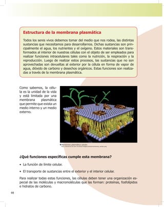 44
Estructura de la membrana plasmática
Todos los seres vivos debemos tomar del medio que nos rodea, las distintas
sustancias que necesitamos para desarrollarnos. Dichas sustancias son prin-
cipalmente el agua, los nutrientes y el oxígeno. Estos materiales son trans-
formados al interior de nuestras células con el objeto de ser empleados para
realizar funciones intracelulares tales como la nutrición, la respiración y la
reproducción. Luego de realizar estos procesos, las sustancias que no son
aprovechadas son devueltas al exterior por la célula en forma de vapor de
agua, dióxido de carbono y desechos orgánicos. Estas funciones son realiza-
das a través de la membrana plasmática.
Membrana plasmática celular.
http://docencia.izt.uam.mx/acbc/images/celula/membrana_celular.png
¿Qué funciones especí¿cas cumple esta membrana?
• La función de límite celular.
• El transporte de sustancias entre el exterior y el interior celular.
Para realizar todas estas funciones, las células deben tener una organización es-
pecial de las moléculas y macromoléculas que las forman: proteínas, fosfolípidos
e hidratos de carbono.
Como sabemos, la célu-
la es la unidad de la vida
y está limitada por una
membrana plasmática
que permite que exista un
medio interno y un medio
externo.
 