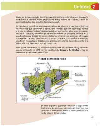 Unidad 2
45
Como ya se ha explicado, la membrana plasmática permite el paso o transporte
de sustancias entre el medio externo y el medio interno de la célula, siendo su
permeabilidad de tipo selectiva (semipermeable).
La membrana plasmática posee una estructura semejante a la membrana de todos
los organelos que componen la célula. Está formada por una doble capa lipídica
a la que se adosan varias moléculas proteicas, que pueden situarse en ambas ca-
ras de la super¿cie, en cuyo caso reciben el nombre de proteínas extrínsecas, o
pueden atravesar la capa de lípidos, recibiendo el nombre de proteínas intrínsecas
o integrales. La membrana se comporta como una estructura dinámica y Àexible,
donde sus moléculas se desplazan en distintas direcciones, lo que le permite a la
célula efectuar movimientos y deformaciones.
Para poder representar un modelo de membrana, recurriremos al siguiente es-
quema propuesto en 1972 por los cientí¿cos J. Singer y G. Nicolson. Éste se
denomina Modelo de mosaico Àuido.
En este esquema, podemos visualizar la capa doble
lipídica, con las proteínas asociadas ya descritas, que
permiten el intercambio entre el medio externo y el
medio interno de las células.
Modelo de mosaico Àuido
Glicoproteína
Glicolípido
Colesterol
Proteína
integrada
Filamento proteico
Microtúbulo
Proteína periférica
Bicamada
fosfolipídica
Proteína integrada
 
