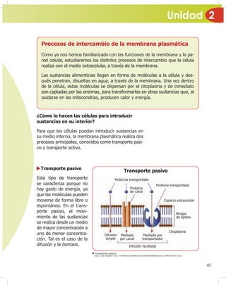 Unidad 2
47
Procesos de intercambio de la membrana plasmática
Como ya nos hemos familiarizado con las funciones de la membrana y la pa-
red celular, estudiaremos los distintos procesos de intercambio que la célula
realiza con el medio extracelular, a través de la membrana.
Las sustancias alimenticias llegan en forma de moléculas a la célula y des-
pués penetran, disueltas en agua, a través de la membrana. Una vez dentro
de la célula, estas moléculas se dispersan por el citoplasma y de inmediato
son captadas por las enzimas, para transformarlas en otras sustancias que, al
oxidarse en las mitocondrias, producen calor y energía.
¿Cómo lo hacen las células para introducir
sustancias en su interior?
Para que las células puedan introducir sustancias en
su medio interno, la membrana plasmática realiza dos
procesos principales, conocidos como transporte pasi-
vo y transporte activo.
Transporte pasivo
Este tipo de transporte
se caracteriza porque no
hay gasto de energía, ya
que las moléculas pueden
moverse de forma libre o
espontánea. En el trans-
porte pasivo, el movi-
miento de las sustancias
se realiza desde un medio
de mayor concentración a
uno de menor concentra-
ción. Tal es el caso de la
difusión y la ósmosis.
Proteína
de canal
Molécula transportada
Proteína transportada
Espacio extracelular
Bicapa
de lípidos
Citoplasma
Mediada por
transportador
Mediada
por canal
Difusión
simple
Difusión facilitada
Transporte pasivo
Transporte pasivo.
http://1.bp.blogspot.com/_TYKXEPKoytc/SRF88Q1YLdI/AAAAAAAABOQ/AcDQL-ieM5A/s400/F2.bmp
 
