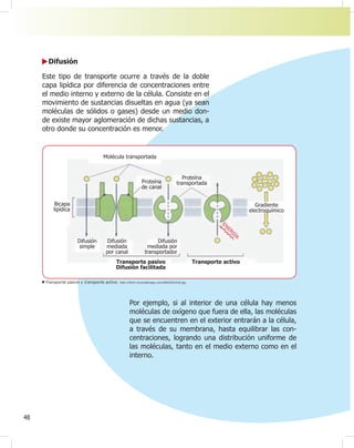 48
Difusión
Este tipo de transporte ocurre a través de la doble
capa lipídica por diferencia de concentraciones entre
el medio interno y externo de la célula. Consiste en el
movimiento de sustancias disueltas en agua (ya sean
moléculas de sólidos o gases) desde un medio don-
de existe mayor aglomeración de dichas sustancias, a
otro donde su concentración es menor.
Transporte pasivo y transporte activo. http://html.rincondelvago.com/0002501910.jpg
Por ejemplo, si al interior de una célula hay menos
moléculas de oxígeno que fuera de ella, las moléculas
que se encuentren en el exterior entrarán a la célula,
a través de su membrana, hasta equilibrar las con-
centraciones, logrando una distribución uniforme de
las moléculas, tanto en el medio externo como en el
interno.
Proteína
de canal
Molécula transportada
Proteína
transportada
Bicapa
lipídica
Difusión
mediada por
transportador
Difusión
simple
Difusión
mediada
por canal
Transporte pasivo
Difusión facilitada
Transporte activo
Gradiente
electroquímico
 