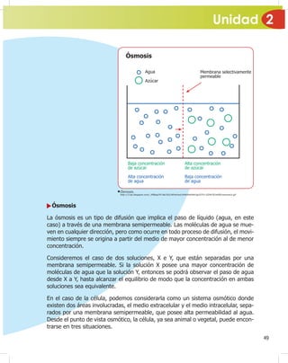 Unidad 2
49
Ósmosis
La ósmosis es un tipo de difusión que implica el paso de líquido (agua, en este
caso) a través de una membrana semipermeable. Las moléculas de agua se mue-
ven en cualquier dirección, pero como ocurre en todo proceso de difusión, el movi-
miento siempre se origina a partir del medio de mayor concentración al de menor
concentración.
Consideremos el caso de dos soluciones, X e Y, que están separadas por una
membrana semipermeable. Si la solución X posee una mayor concentración de
moléculas de agua que la solución Y, entonces se podrá observar el paso de agua
desde X a Y, hasta alcanzar el equilibrio de modo que la concentración en ambas
soluciones sea equivalente.
En el caso de la célula, podemos considerarla como un sistema osmótico donde
existen dos áreas involucradas, el medio extracelular y el medio intracelular, sepa-
rados por una membrana semipermeable, que posee alta permeabilidad al agua.
Desde el punto de vista osmótico, la célula, ya sea animal o vegetal, puede encon-
trarse en tres situaciones.
Ósmosis.
http://3.bp.blogspot.com/_tMBqqiYK7ak/SGLWfraInwI/AAAAAAAAHJg/GTFx-5ZHkTE/s400/osmosis3.gif
Ósmosis
 
